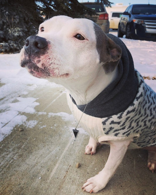 Cancer - @chyna_he_smiley_pitbull⠀